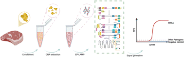 Graphical abstract: Development of a novel rapid visual LAMP platform for detection of methicillin-resistant Staphylococcus aureus (MRSA) in food