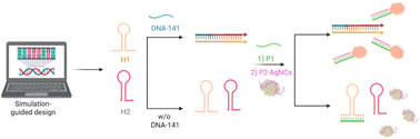 Graphical abstract: Employing a cluster transfer strategy in a hybridisation chain reaction–silver nanocluster hybrid sensor for nucleic acid detection