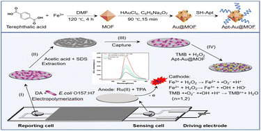 Graphical abstract: Detection of E. coli O157:H7 using a molecularly imprinted bacterial bipolar electrode and an Au@metal–organic framework