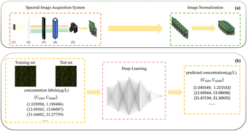Graphical abstract: High-throughput spectral imaging combined with convolutional neural networks for simultaneous quantitative analysis of mixed anionic surfactants in aqueous environments
