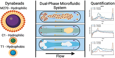 Graphical abstract: Effects of Dynabead type, surface chemistry, and incubation on agglomerate behavior in dual-phase microfluidic systems