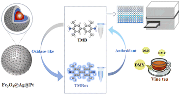 Graphical abstract: A nanozyme-based colorimetric platform for total antioxidant capacity evaluation: optimizing vine tea brewing with Fe3O4@Ag@Pt