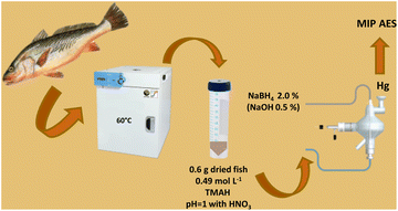 Graphical abstract: Alkaline extraction with tetramethylammonium hydroxide for mercury determination in fish samples by CV-MIP AES as an alternative to conventional sample preparation methods