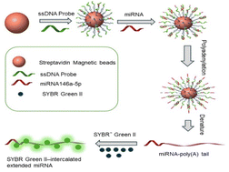 Graphical abstract: A label-free fluorescence assay for microRNAs based on linear enzymatic signal amplification