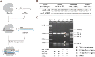 Graphical abstract: Precision detection of rifampicin-resistant rpoB_L378R mutation in Mycobacterium tuberculosis with CRISPR-Cas12a