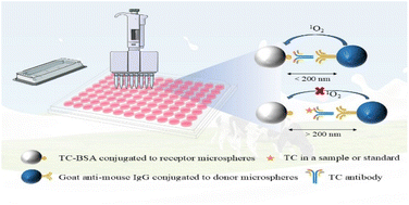Graphical abstract: Establishment and application of a method for detecting tetracycline antibiotics in milk based on AlphaLICA technology