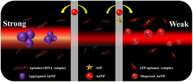 Graphical abstract: Gold nanoparticle aptasensor synergizing colorimetric and Tyndall effect signals for ultrasensitive ATP detection