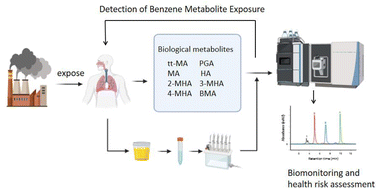 Graphical abstract: Research on the detection method of eight benzene metabolites in urine based on UPLC-MS/MS