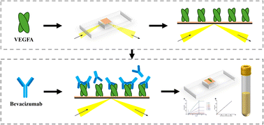 Graphical abstract: Development of a surface plasmon resonance biosensor for the quantification of bevacizumab in human serum