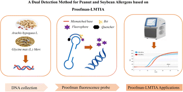 Graphical abstract: An optimized rapid assay for dual detection of peanut and soybean allergens in food