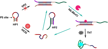 Graphical abstract: Fluorescent detection of hypochlorous acid based on nicking enzyme-induced signal amplification