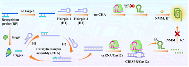 Graphical abstract: A label-free and universal CRISPR/Cas12a platform for the detection of hazardous substances in food