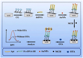 Graphical abstract: A novel electrochemical aptasensor based on β-cyclodextrinylated graphene and double-stranded DNA for ultrasensitive detection of ochratoxin A