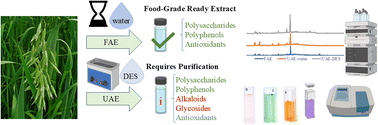 Graphical abstract: Comparative evaluation of enzymatic, ultrasonic, and deep eutectic solvent extraction techniques for the recovery of bioactive and secondary metabolites from milky ripeness oat grass (Avena sativa L.)