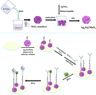 Graphical abstract: Synergistic electrocatalysis in a Ag2S@MoS2 nanocomposite enables an ultrasensitive label-free immunosensor of prostate specific antigen