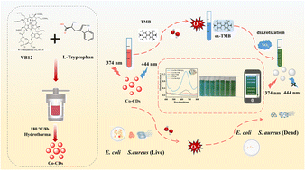 Graphical abstract: Design and synthesis of a cobalt-doped carbon dot nanozyme for colorimetric/fluorometric dual-mode detection of nitrite ions and antibacterial applications