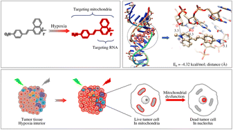 Graphical abstract: A hypoxia activated fluorescent probe for the specific visualization of mitochondrial dysfunction in tumors