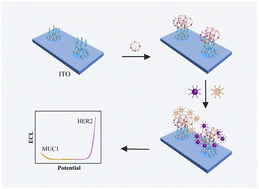 Graphical abstract: A potential-resolved electrochemiluminescent aptasensor for simultaneously detecting MUC1 and HER2 on breast cancer exosomes