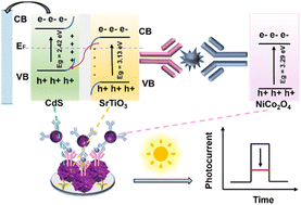 Graphical abstract: A dual-quenched photoelectrochemical immunosensor based on a CdS/SrTiO3 heterojunction for CA12-5 sensitive detection