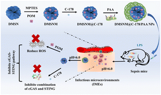 Graphical abstract: Acid responsive molybdenum (Mo)-based nanoparticles inhibit the cGAS-STING signaling pathway for sepsis therapy
