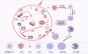 Graphical abstract: MnO2-based nanoparticles remodeling tumor micro-environment to augment sonodynamic immunotherapy against breast cancer
