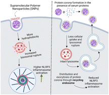 Graphical abstract: Protein corona formation on supramolecular polymer nanoparticles causes differential endosomal sorting resulting in an attenuated NLRP3 inflammasome activation