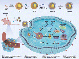 Graphical abstract: Copper-doped PDA nanoparticles with self-enhanced ROS generation for boosting photothermal/chemodynamic combination therapy