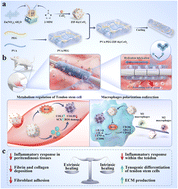 Graphical abstract: Nano-enzymatic functionalized dual network hydrogel promotes tendon repair by modulating the inflammatory cycle and cellular behavior