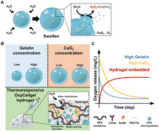 Graphical abstract: Modulating oxygen release via manipulated microspheres embedded in thermoresponsive hydrogels for enhanced stem cell survival under hypoxia