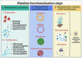 Graphical abstract: Platelet-derived membranes as biomimetic interfaces for engineering functional nanocarriers in targeted drug delivery and diagnostics: a systematic review