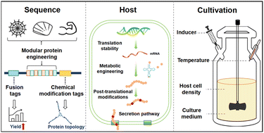 Graphical abstract: Synthetic biology-driven design and bioproduction of mechanical proteins