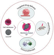 Graphical abstract: Advances in cell membrane-coated nanoparticles: multifunctional platforms for targeted drug delivery, precision phototherapy, and enhanced immunotherapy