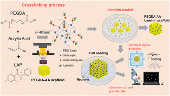 Graphical abstract: Laminin-functionalized 3D-printed PEGDA-acrylic acid scaffolds with enhanced neuronal adhesion and electrical activity