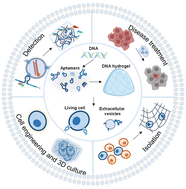 Graphical abstract: Bioactive DNA hydrogel interfacing with living cells and extracellular vesicles