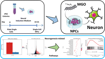 Graphical abstract: Magnetic graphene oxide nanoparticles boost the neuronal differentiation of neural progenitor cells