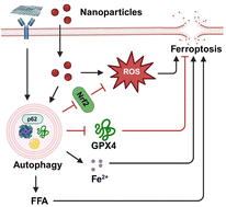 Graphical abstract: Mechanisms of nanoparticle-induced autophagy disruption and its crosstalk with ferroptosis