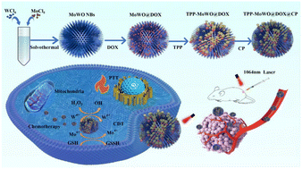 Graphical abstract: TPP-coated Mo-doped W18O49 biodegradable nanomaterials with mitochondria-targeting and pH-responsive properties for synergistic photothermal therapy/chemodynamic therapy/chemotherapy