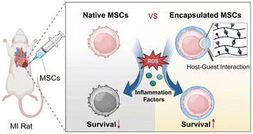 Graphical abstract: Single-cell encapsulation of mesenchymal stromal cells via ECM-mimetic supramolecular hydrogels enhances therapeutic efficacy