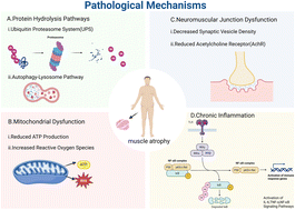 Graphical abstract: Nanotechnology empowering biomedical therapy: new treatment perspectives for sarcopenia and degenerative muscle atrophy