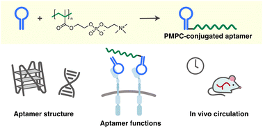 Graphical abstract: Investigation of the physicochemical and functional properties of poly(2-methacryloyloxyethyl phosphorylcholine)-conjugated aptamers