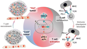 Graphical abstract: Nanomedicine-mediated co-expression of a PD-1 blockade agent and CXCL9 synergizes T cell infiltration and activation in solid tumors