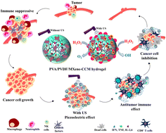 Graphical abstract: Ultrasound-powered MXene hydrogels for enhancing tumor inhibition and immune stimulation by the piezoelectric effect