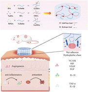Graphical abstract: Mussel-inspired hydrogels with wet adhesion and anti-inflammatory properties for oral and pressure ulcers