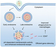 Graphical abstract: A pH-ultrasensitive membranolytic polymer-assisted delivery system for enhanced siRNA delivery