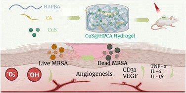 Graphical abstract: Anti-inflammatory and tissue regeneration effects of a chlorogenic acid/hyaluronic acid hydrogel on methicillin-resistant Staphylococcus aureus-infected diabetic wounds