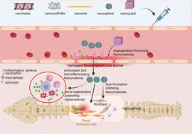 Graphical abstract: Nanomaterial-based therapeutic strategies for spinal cord injury repair: harnessing multifunctionality to overcome pathophysiological challenges