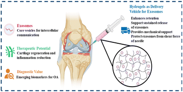 Graphical abstract: Exploring exosomes in osteoarthritis: biogenesis, functional roles, and recent hydrogel-based delivery strategies