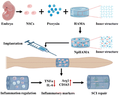 Graphical abstract: Modulation of the inflammatory microenvironment after SCI to achieve enhanced nerve regeneration using pteryxin-releasing methylacrylated hyaluronic acid