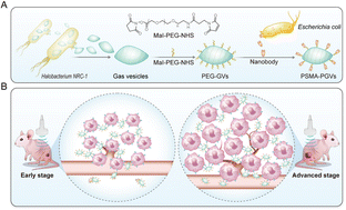 Graphical abstract: Ultrasound molecular imaging of prostate cancer via PSMA-targeted biosynthetic GVs