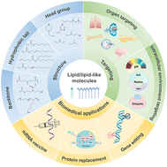 Graphical abstract: Rational design of lipid and lipid-like structures for non-liver-targeted mRNA therapy